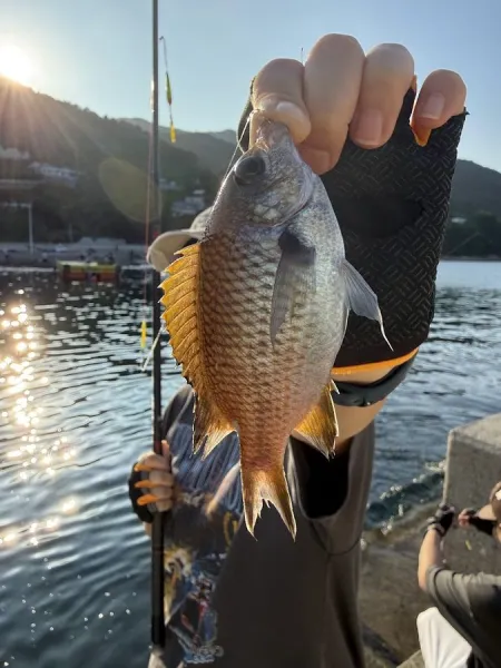 Bollak Night Fishing Experience