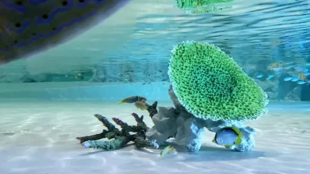 DMM Kariyushi Aquarium okinawa