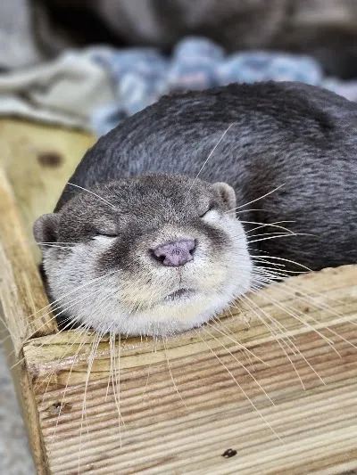 鄰家水獺