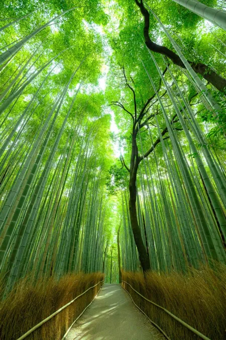 嵐山