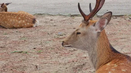 Nara Park