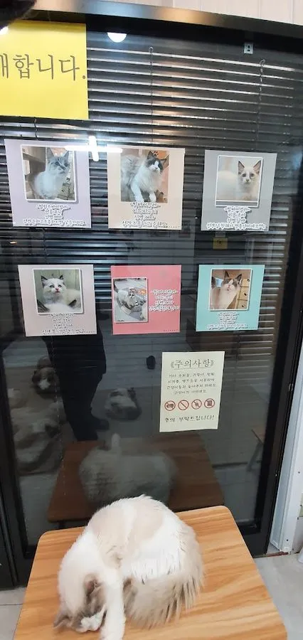 貓咪布偶貓咖啡