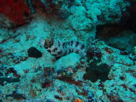Moalboal Dive Center