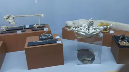 Jeju Folklore and Natural History Museum
