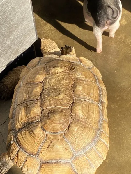 動物村