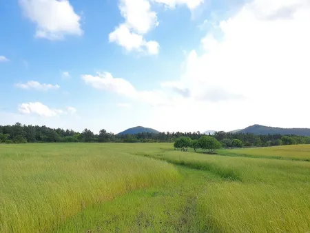 馬 放牧公園