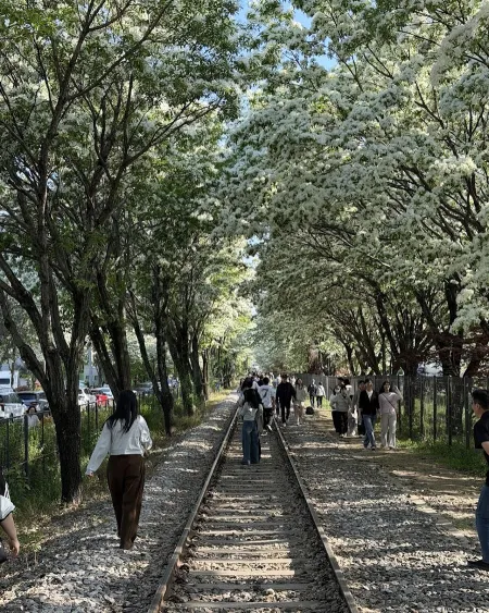 Palbok-dong Ippong Tree Railway Road
