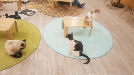 Cat Dog Cafe