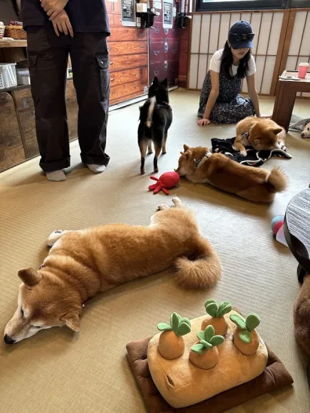 Harajuku Mame Shiba Cafe