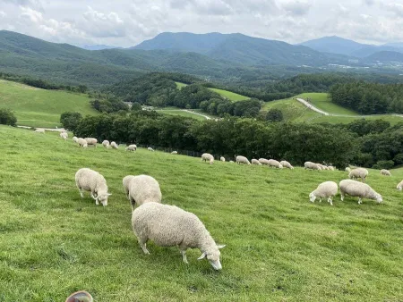 Daegwallyeong Sheep Farm