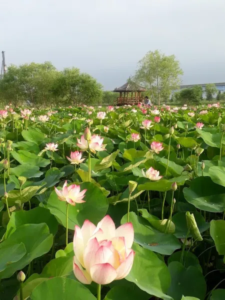삼락생태공원 연꽃단지