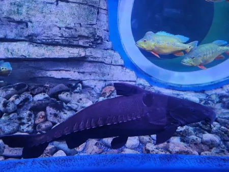 Chungju Aquarium