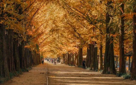 Metasequoia Road