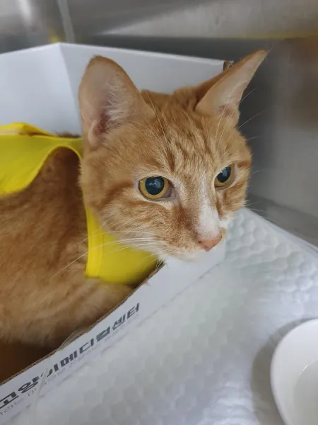 Dasom Animal Medical Center & Dasom Cat Medical Center
