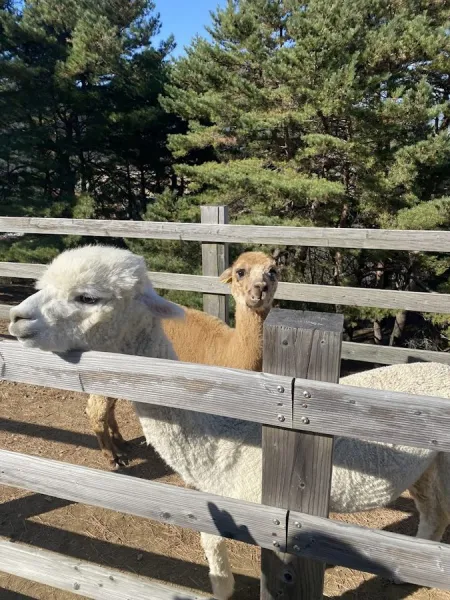 Puppy 700 Pure Sheep Farm