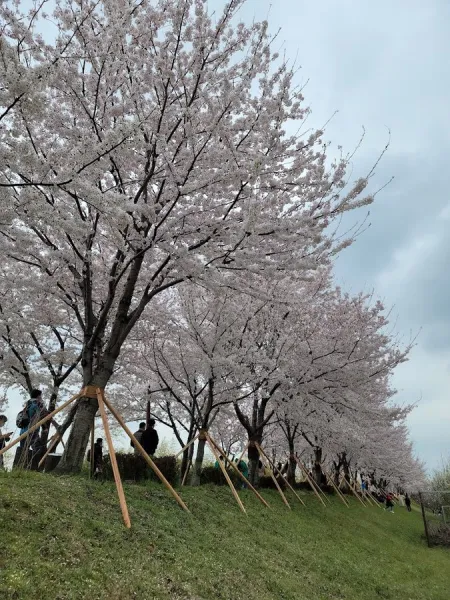 Gangseo Nakdonggangbyeon 30-ri Cherry Blossom Road