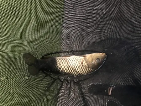 Bungeo-ui Sin Indoor Fishing Pond