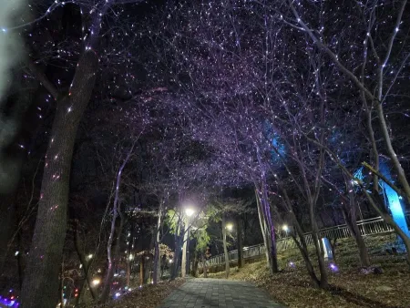 Sajik Light Forest